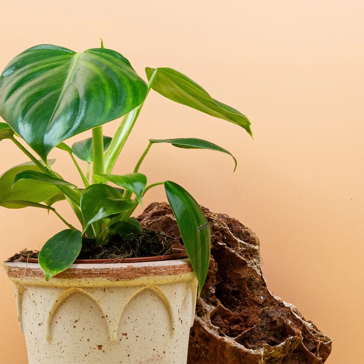 PHILODENDRON PITTIERI - Image 5