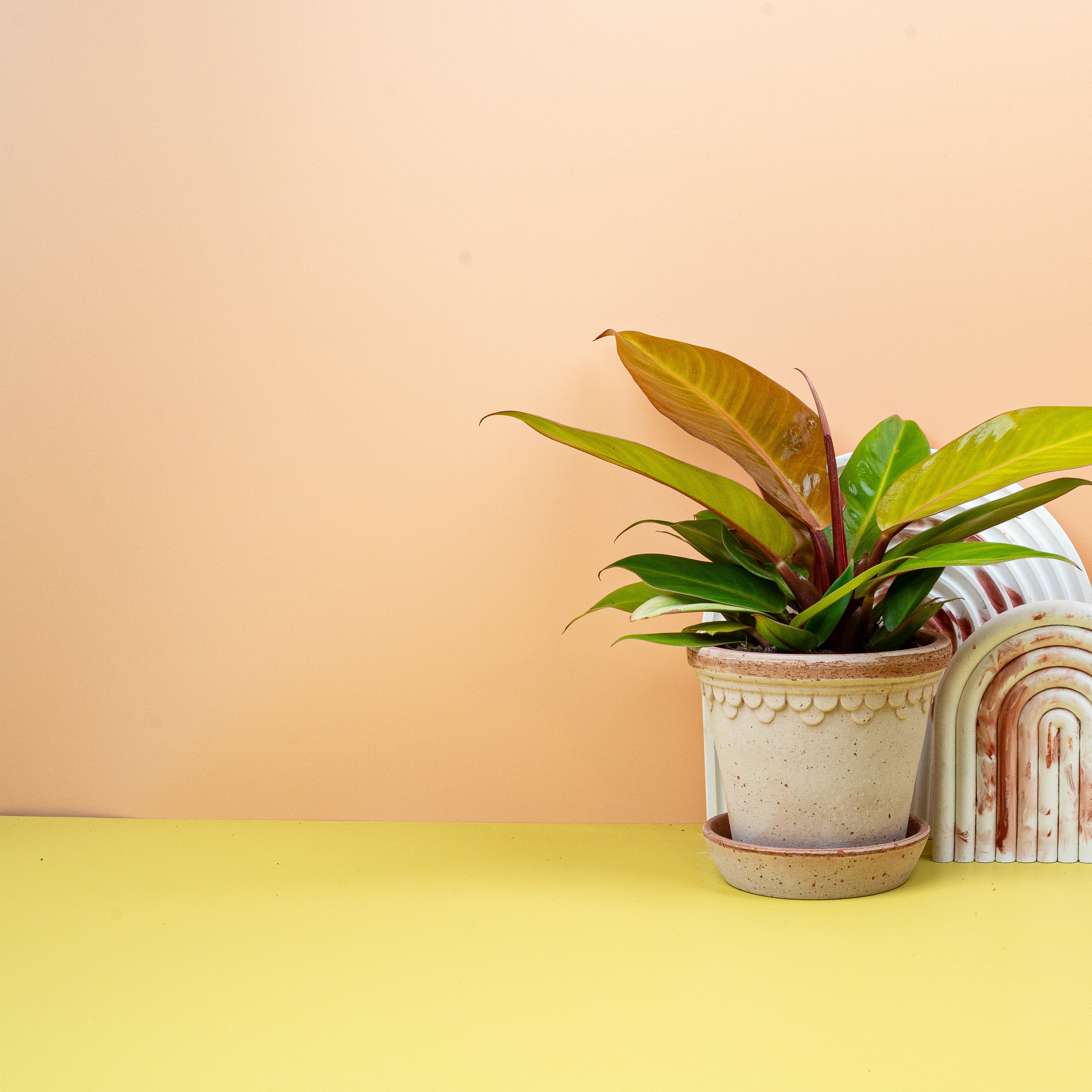 PHILODENDRON PRINCE OF ORANGE - Image 5