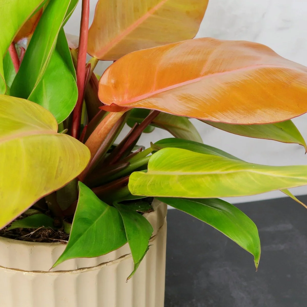 PHILODENDRON PRINCE OF ORANGE - Image 8