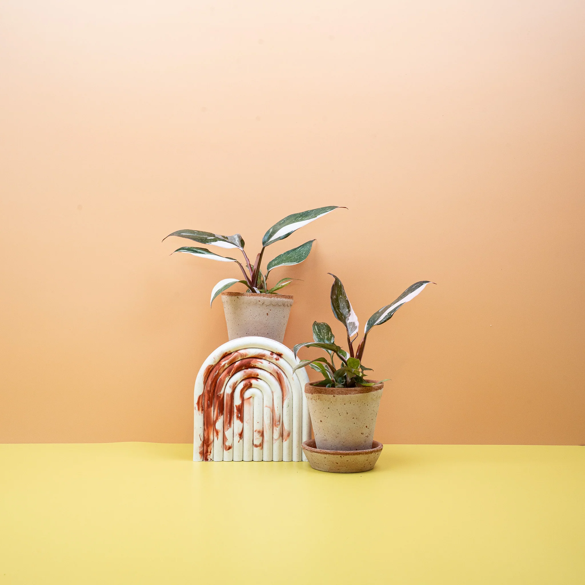 PHILODENDRON RED ANDERSON