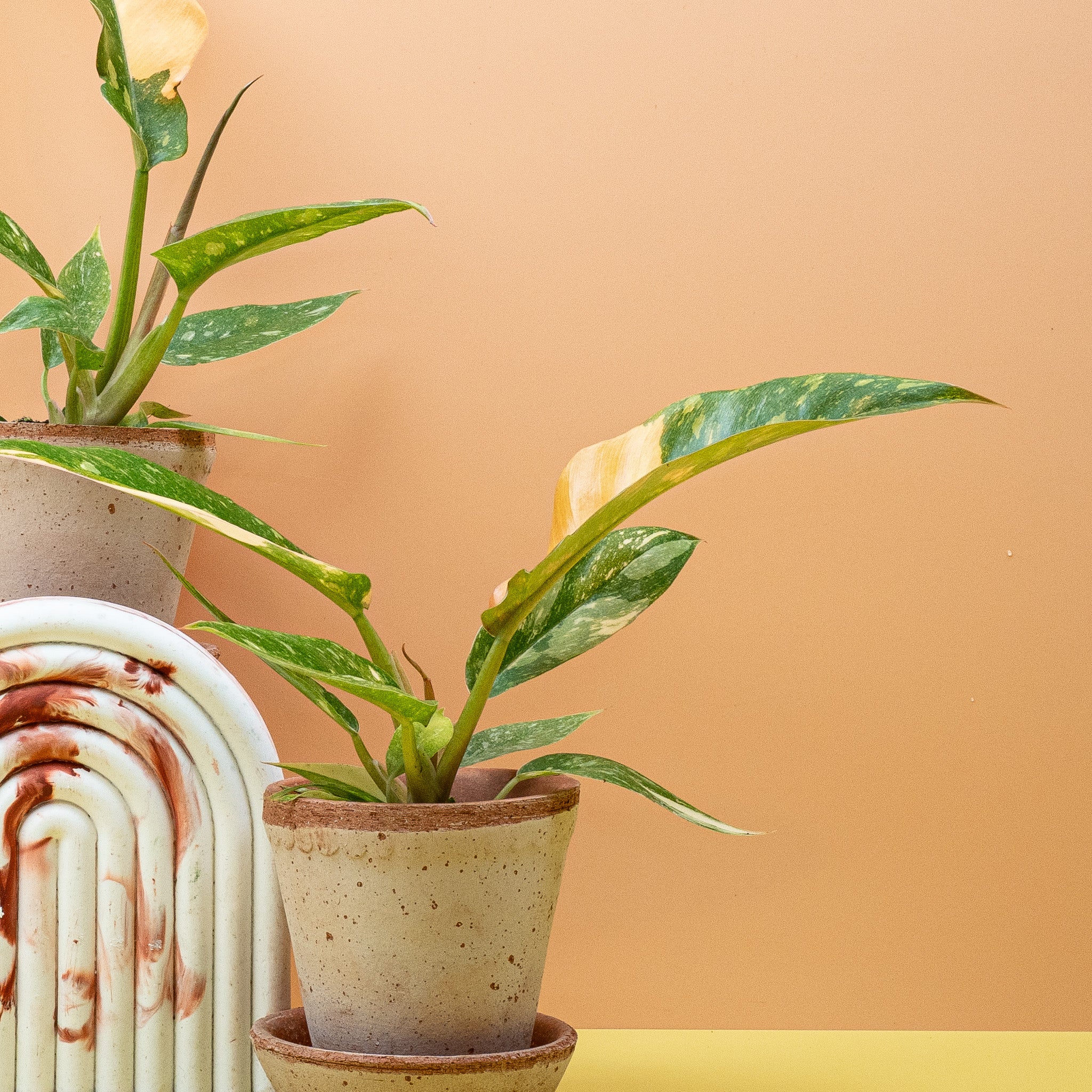 PHILODENDRON RING OF FIRE - Image 10
