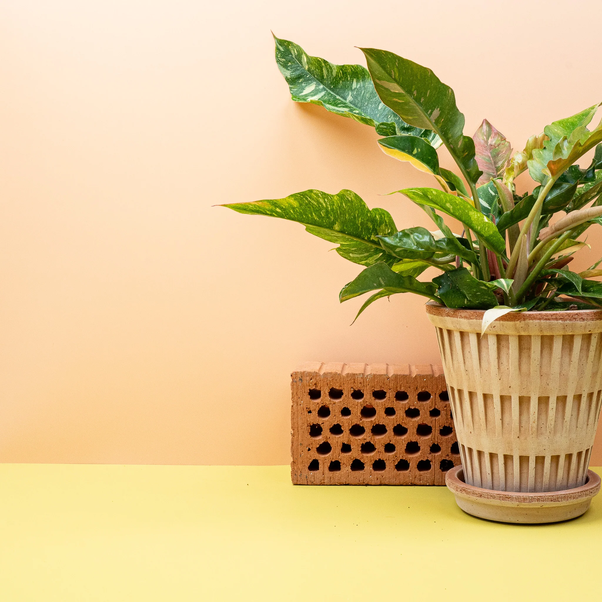 PHILODENDRON RING OF FIRE - Image 12