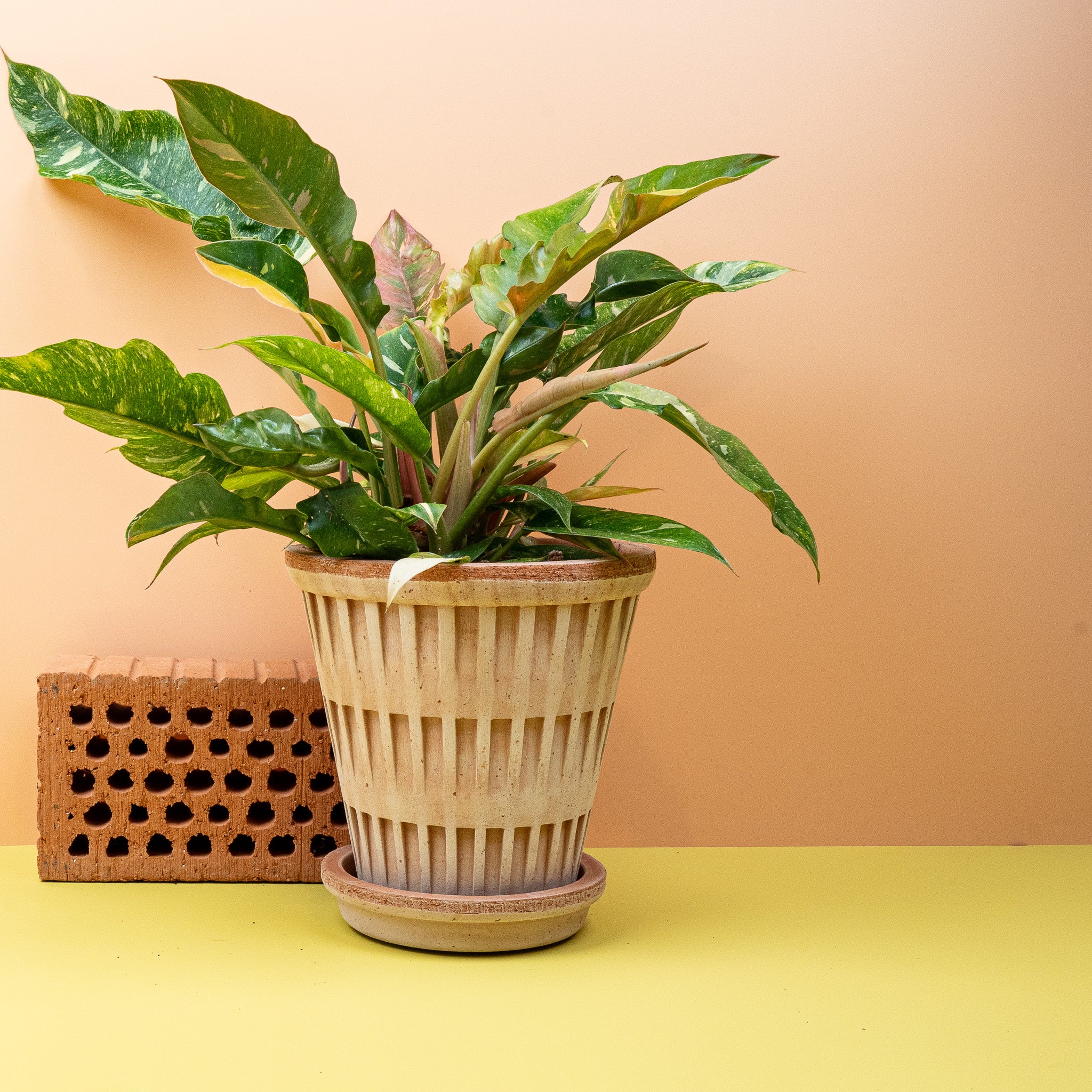 PHILODENDRON RING OF FIRE - Image 14
