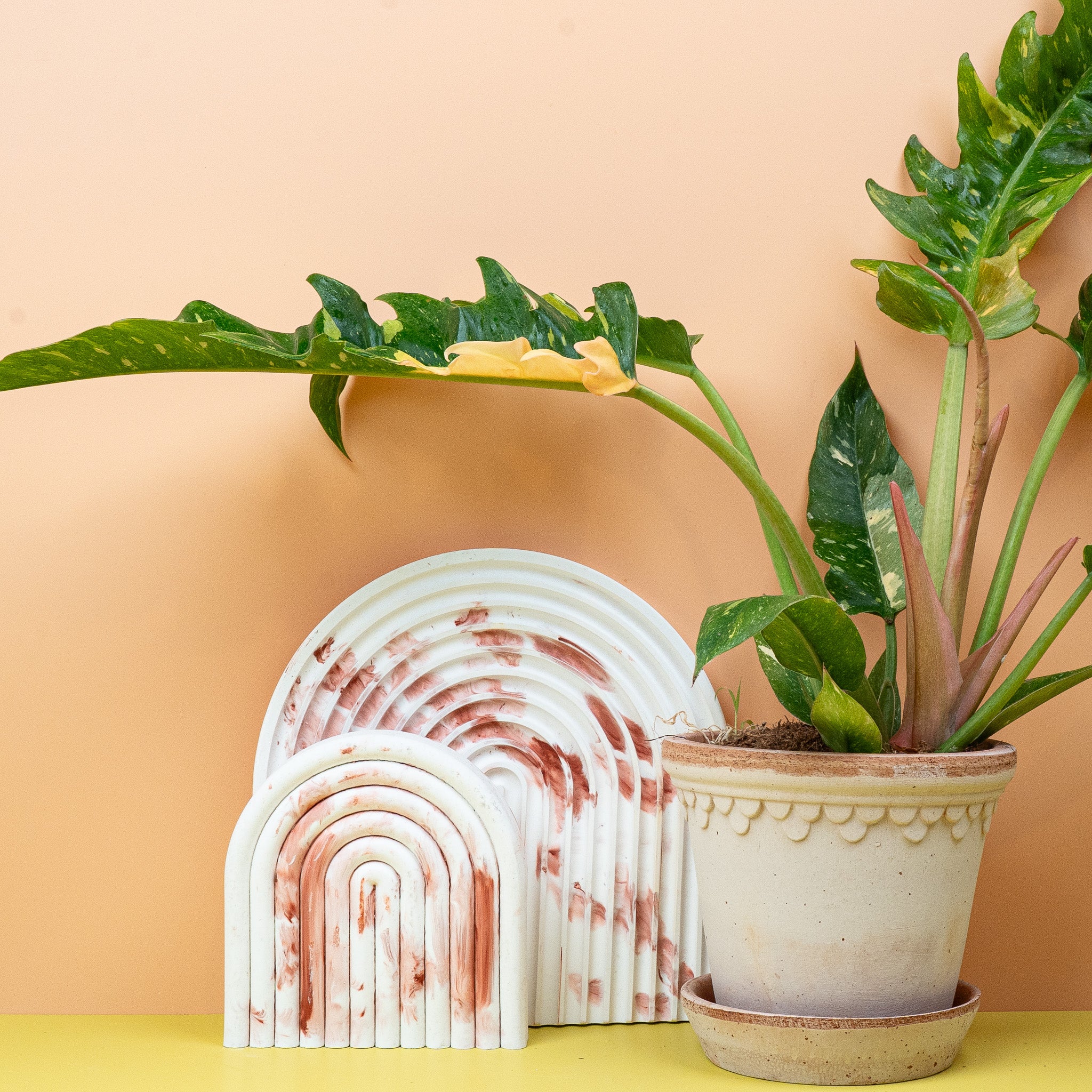PHILODENDRON RING OF FIRE - Image 5