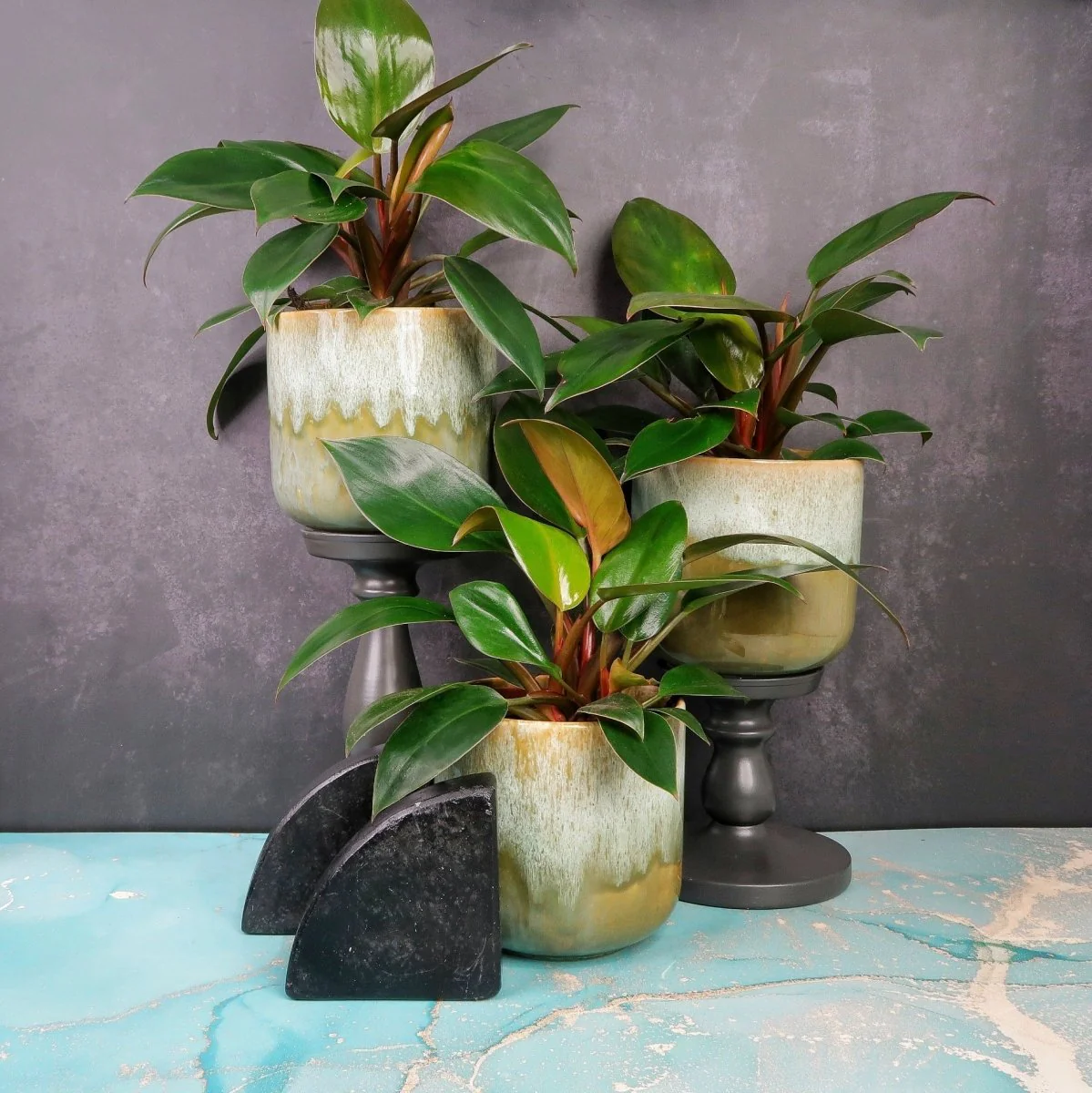 PHILODENDRON ROJO CONGO
