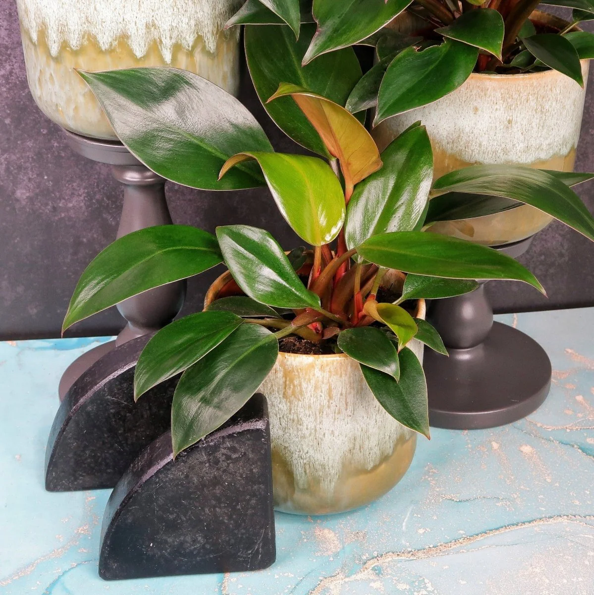 PHILODENDRON ROJO CONGO - Image 2