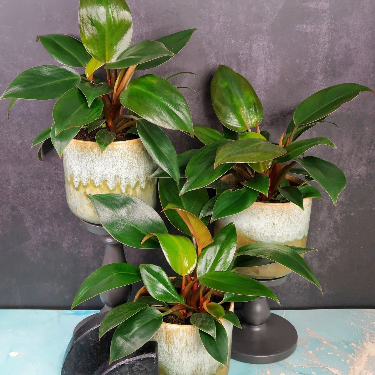 PHILODENDRON ROJO CONGO - Image 3