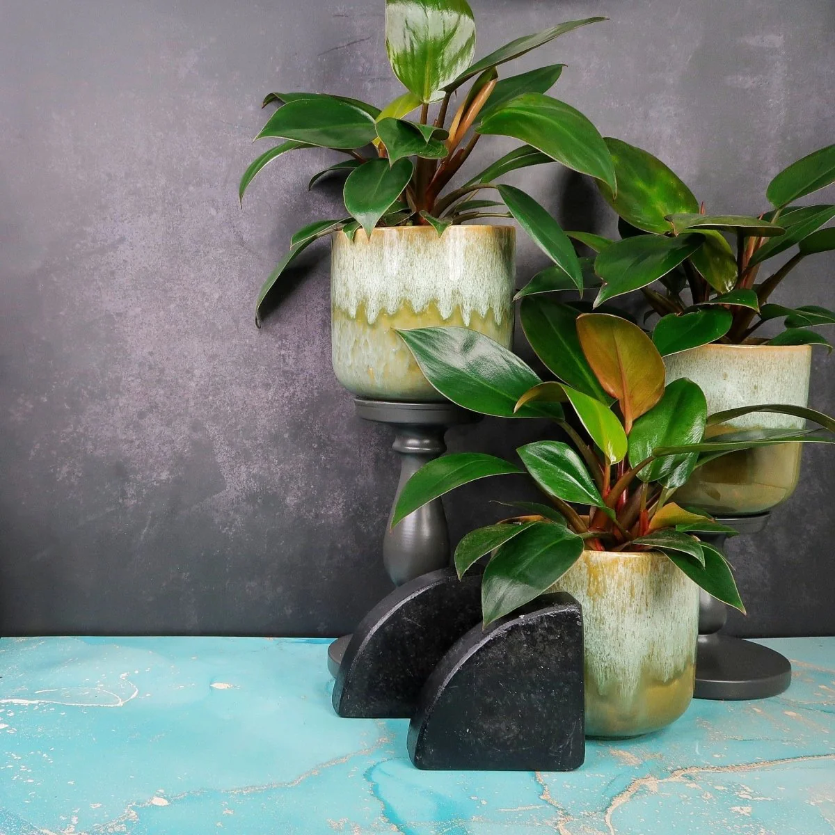 PHILODENDRON ROJO CONGO - Image 4
