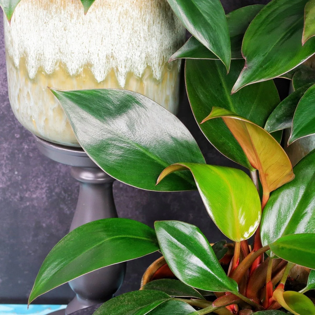PHILODENDRON ROJO CONGO - Image 5