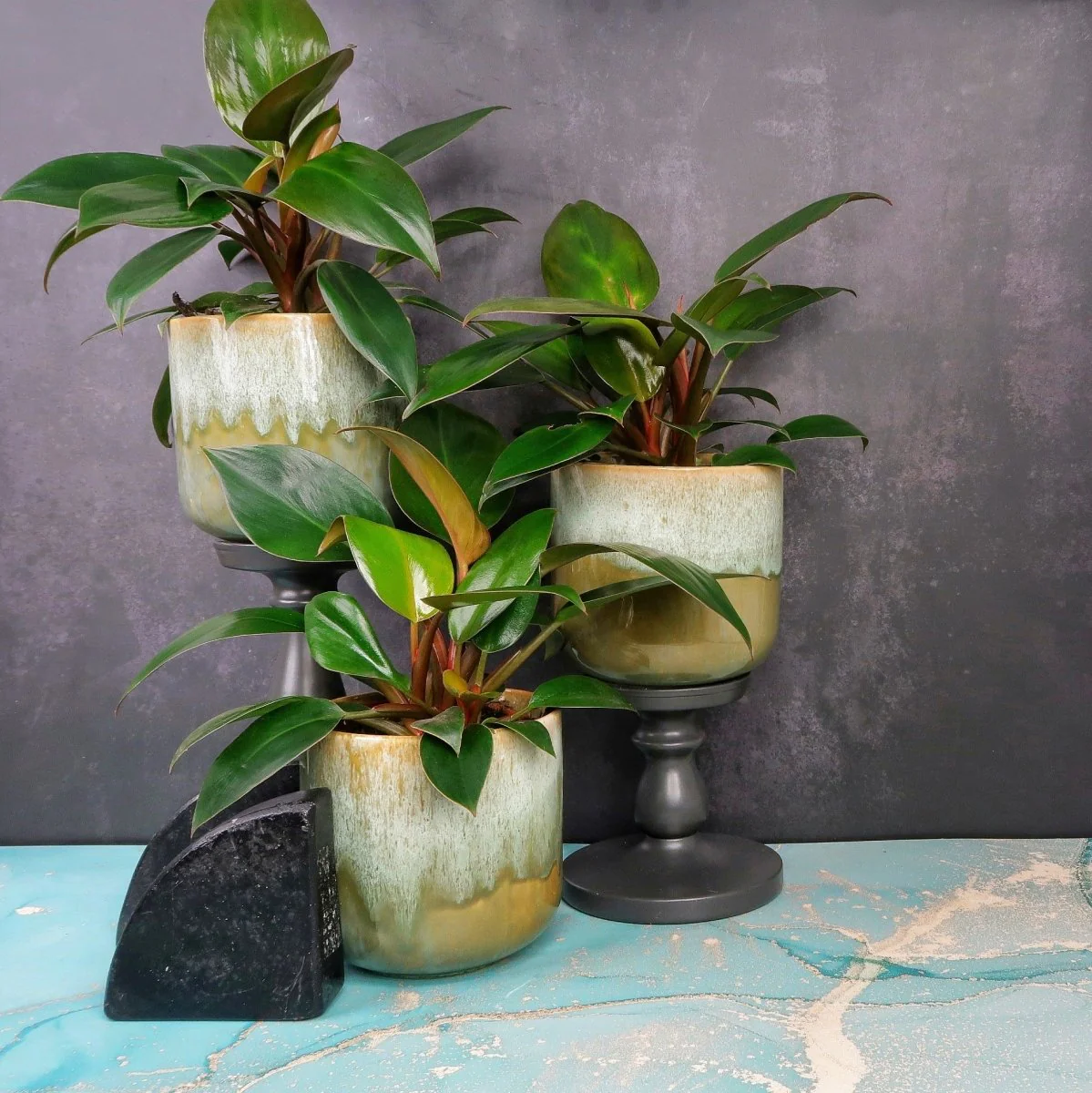 PHILODENDRON ROJO CONGO - Image 6