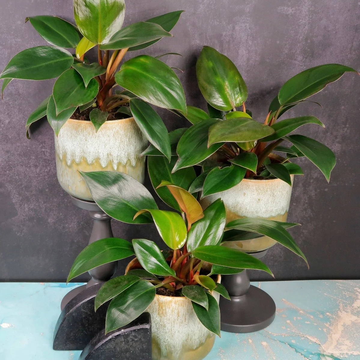 PHILODENDRON ROJO CONGO - Image 7