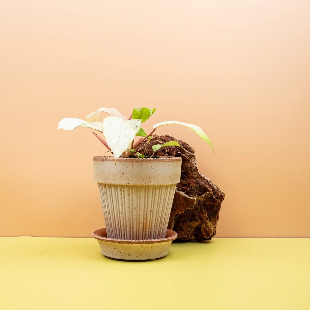 PHILODENDRON SNOWDRIFT - Image 3