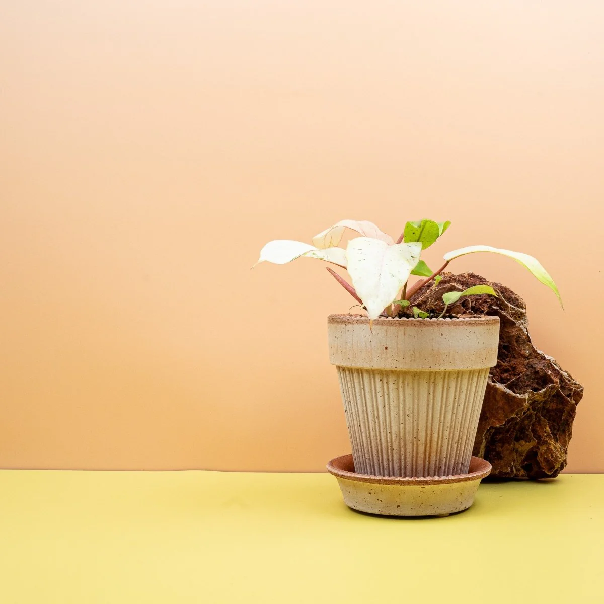 PHILODENDRON SNOWDRIFT - Image 4