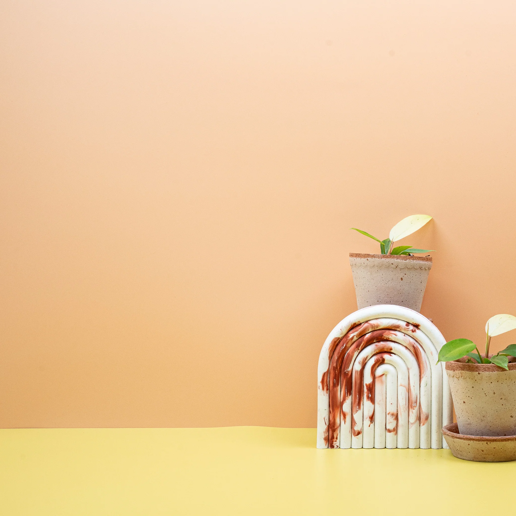 PHILODENDRON SNOWDRIFT - Image 7