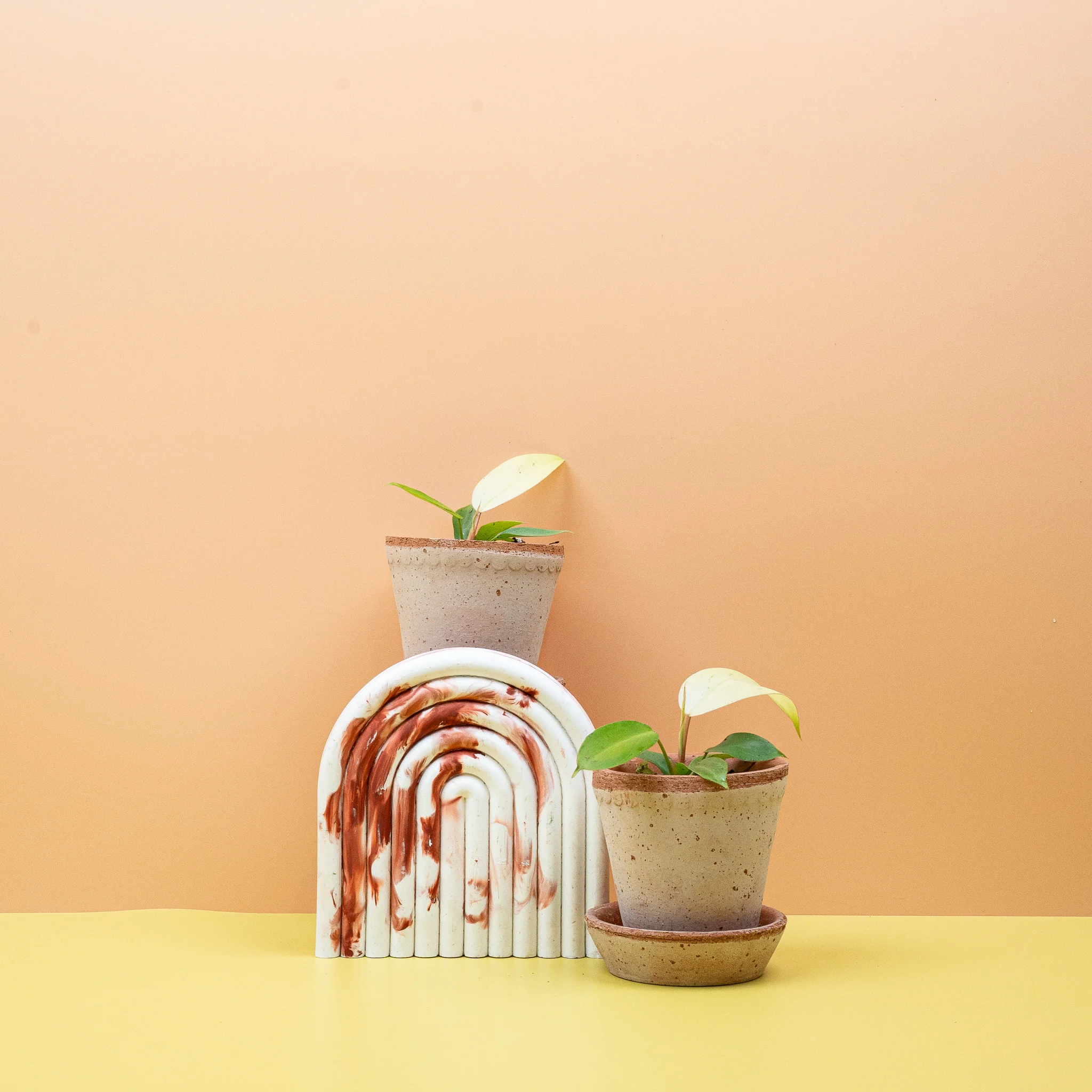 PHILODENDRON SNOWDRIFT - Image 9