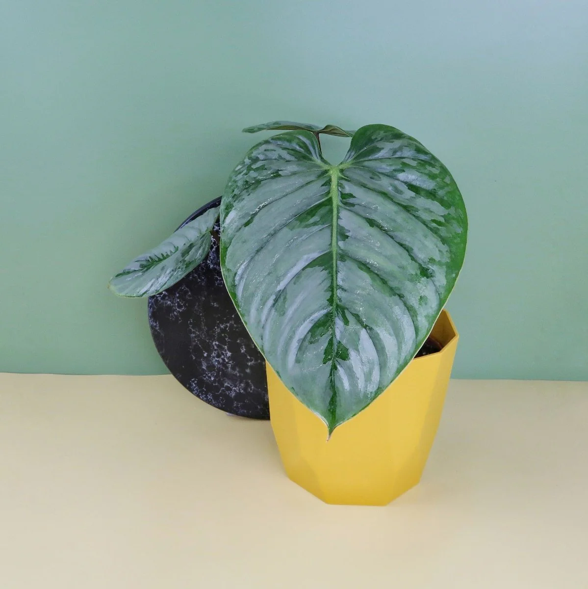 PHILODENDRON SODIROI - Image 10
