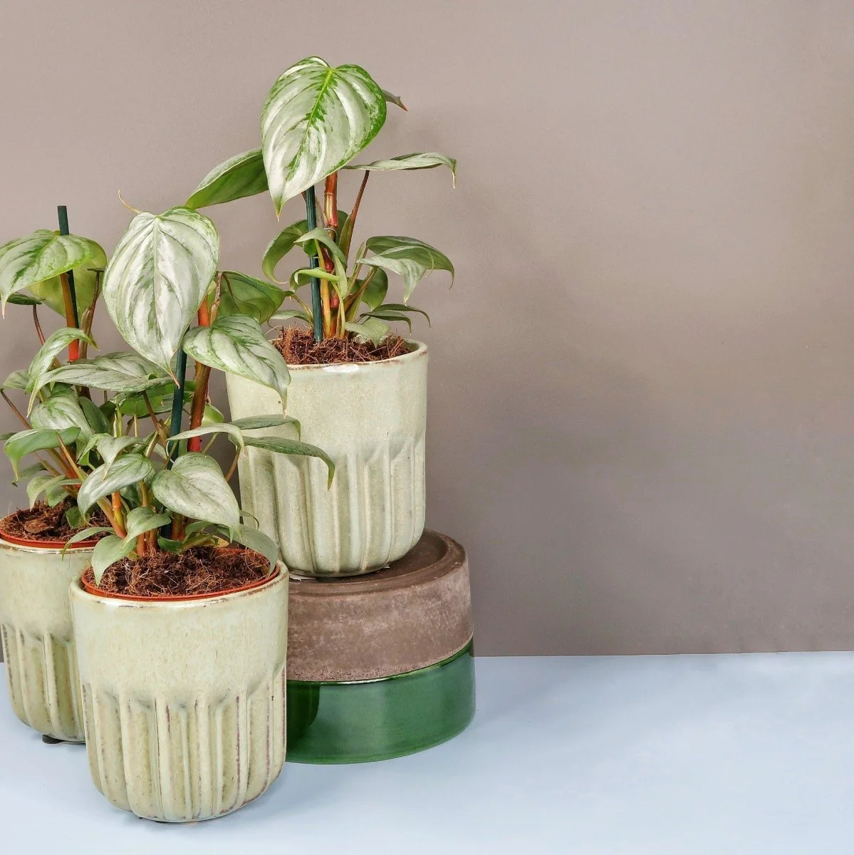 PHILODENDRON SODIROI - Image 3