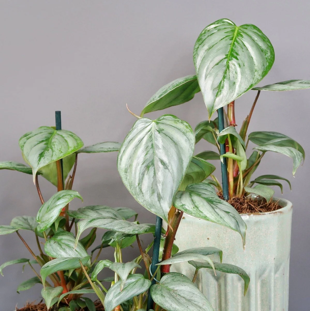 PHILODENDRON SODIROI - Image 4
