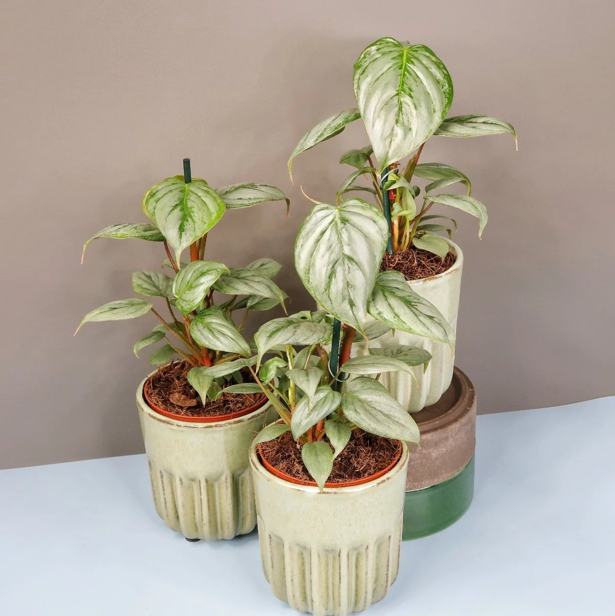 PHILODENDRON SODIROI - Image 5