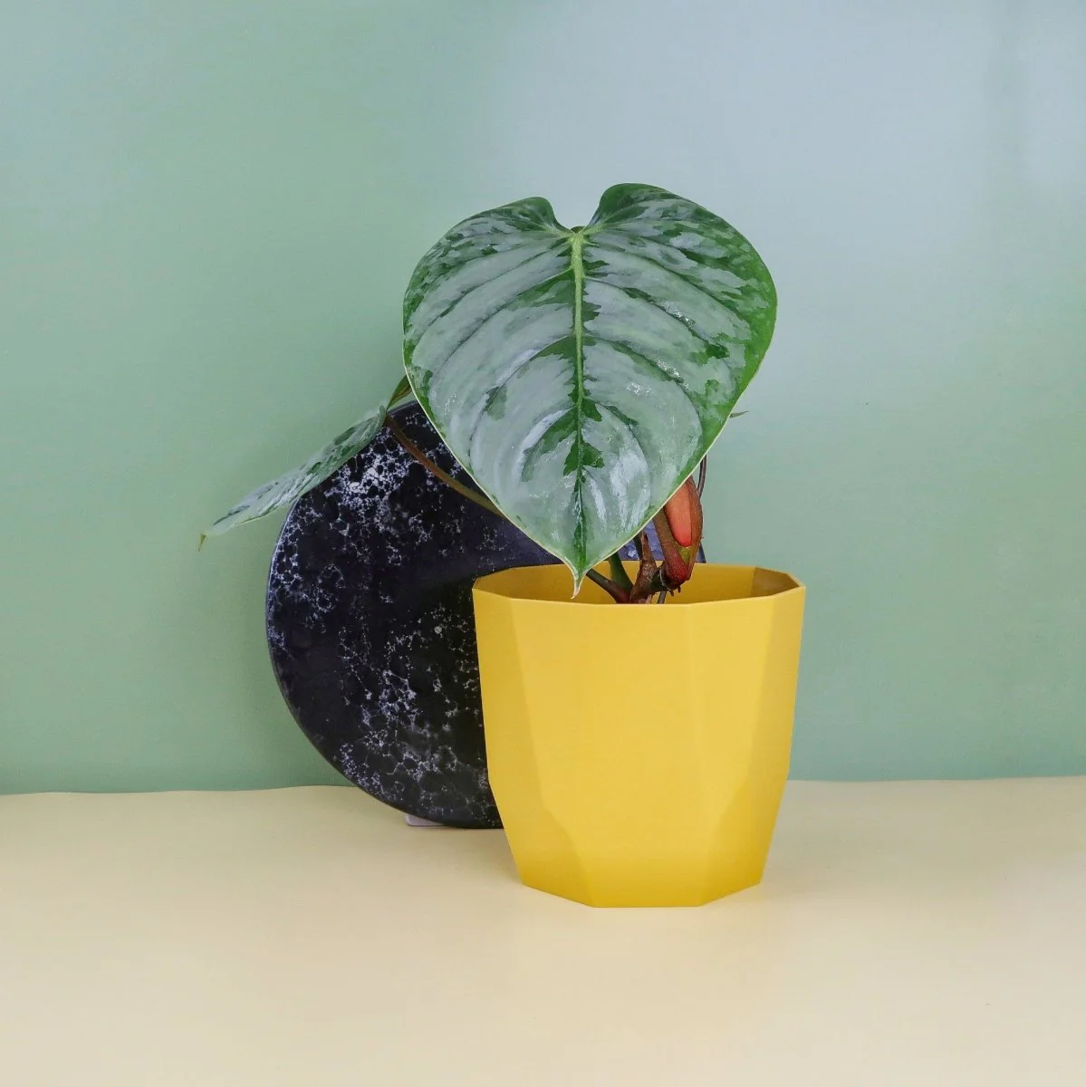 PHILODENDRON SODIROI - Image 6
