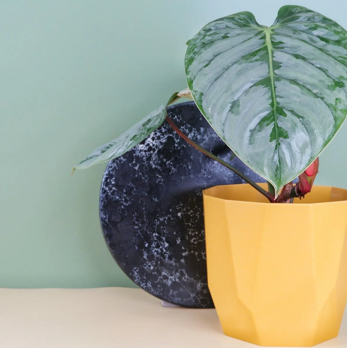 PHILODENDRON SODIROI - Image 7