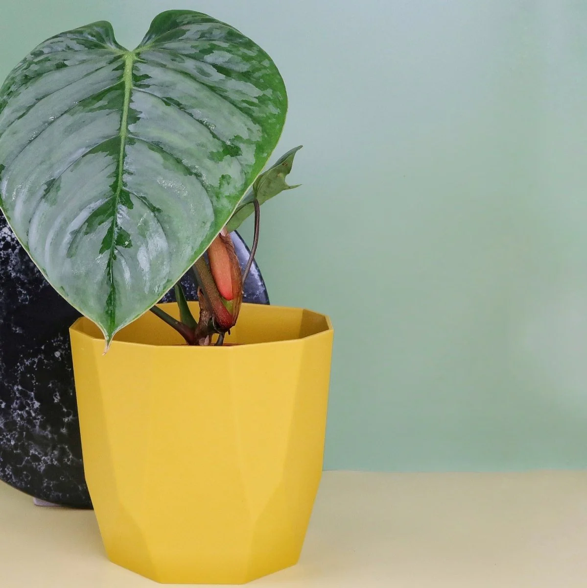 PHILODENDRON SODIROI - Image 8