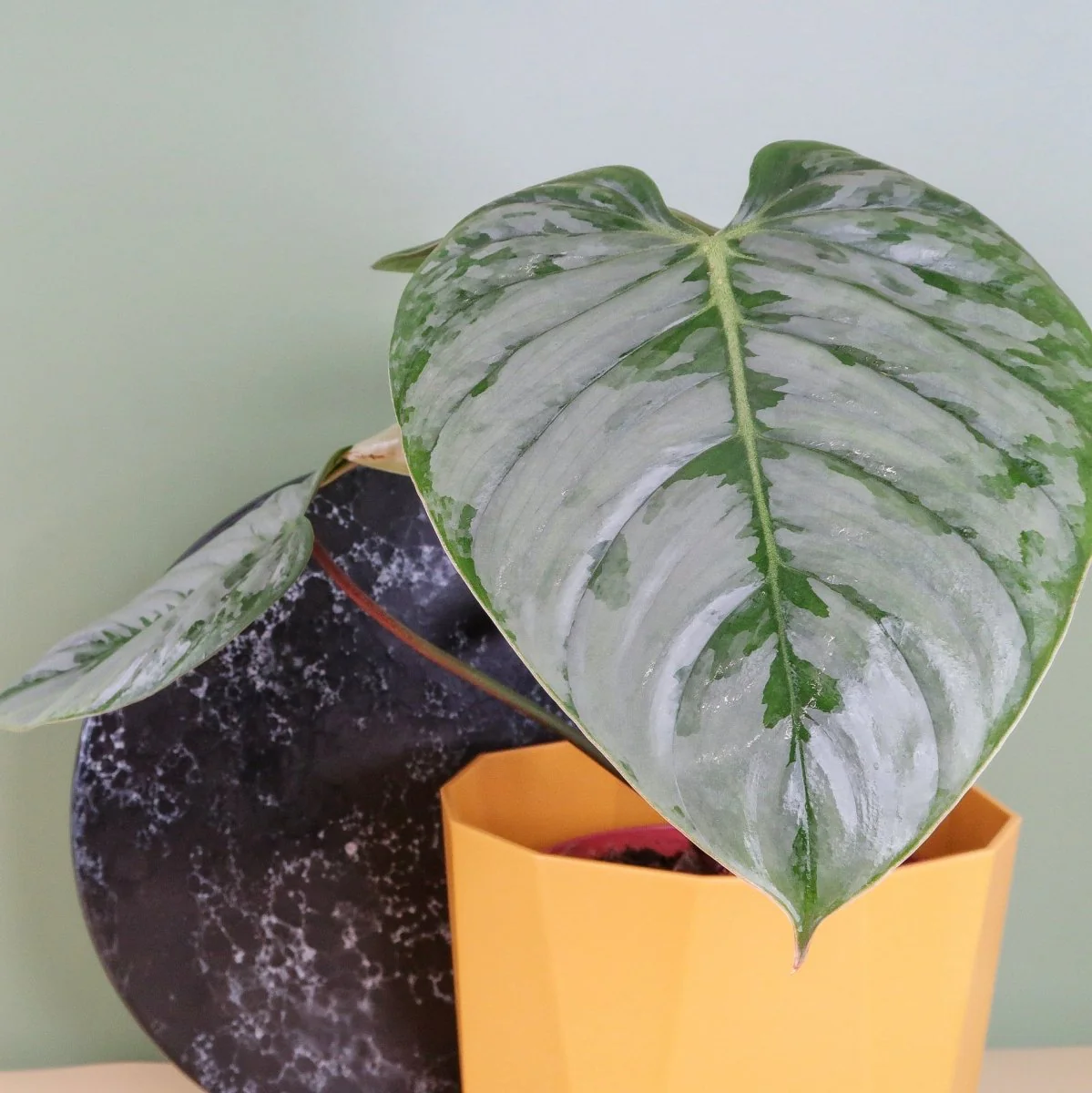 PHILODENDRON SODIROI - Image 9