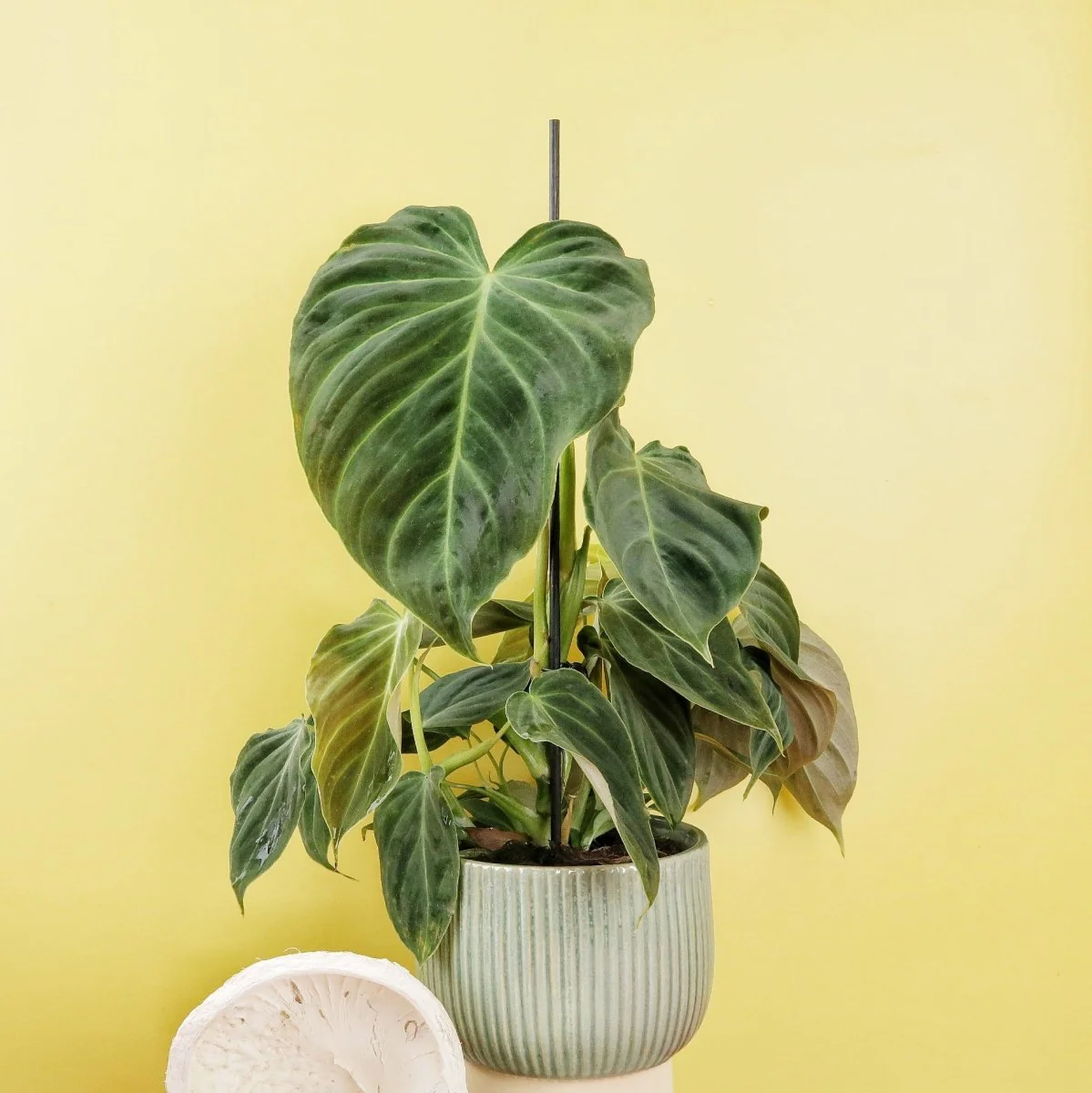PHILODENDRON SPLENDID - Image 10