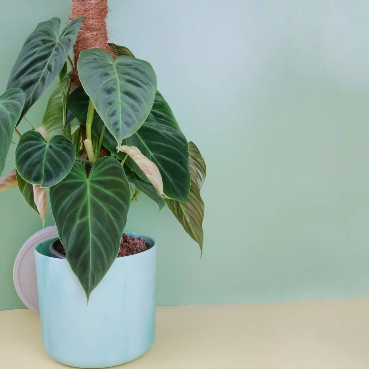 PHILODENDRON SPLENDID - Image 3