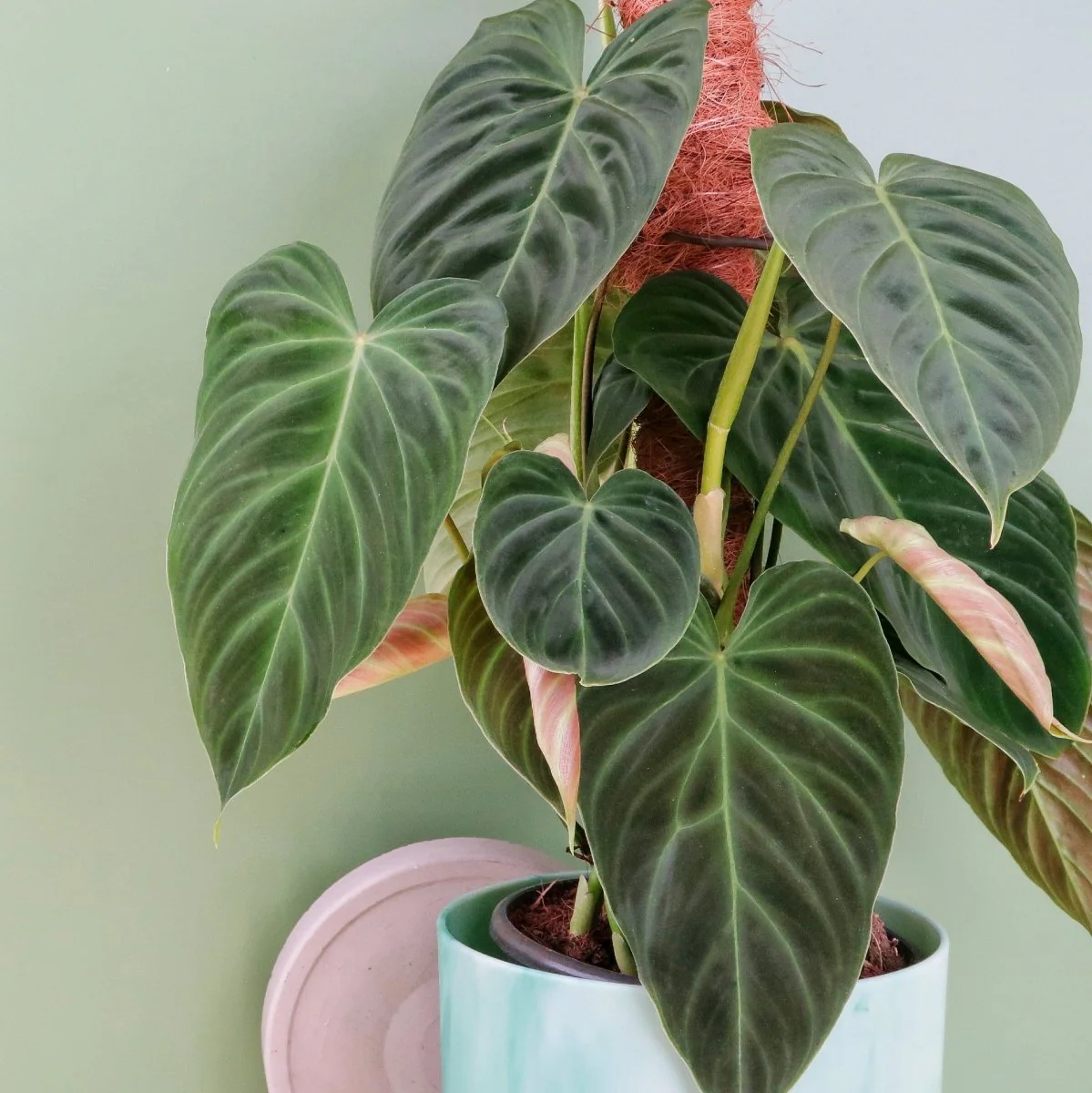 PHILODENDRON SPLENDID - Image 4