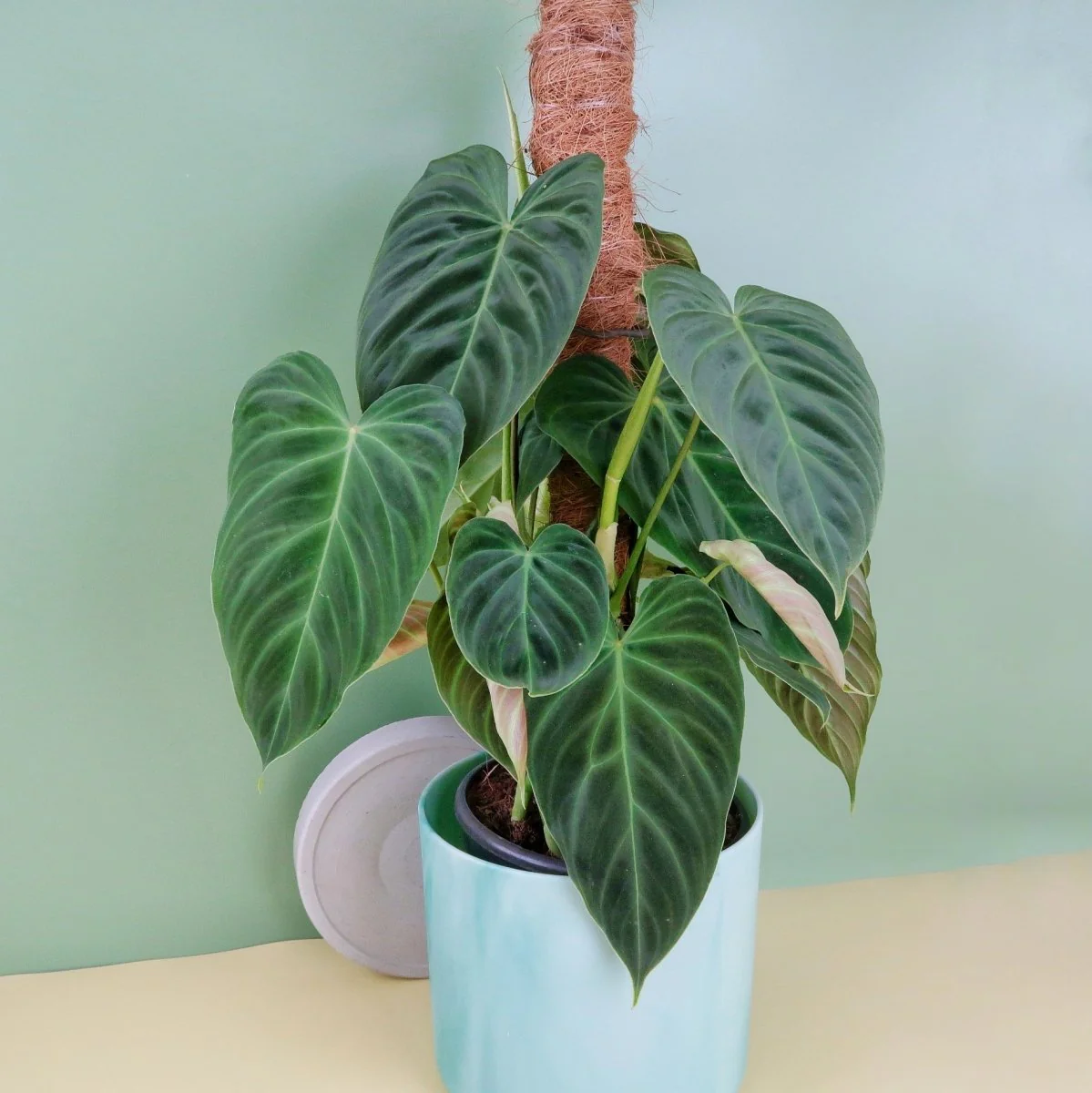 PHILODENDRON SPLENDID - Image 5