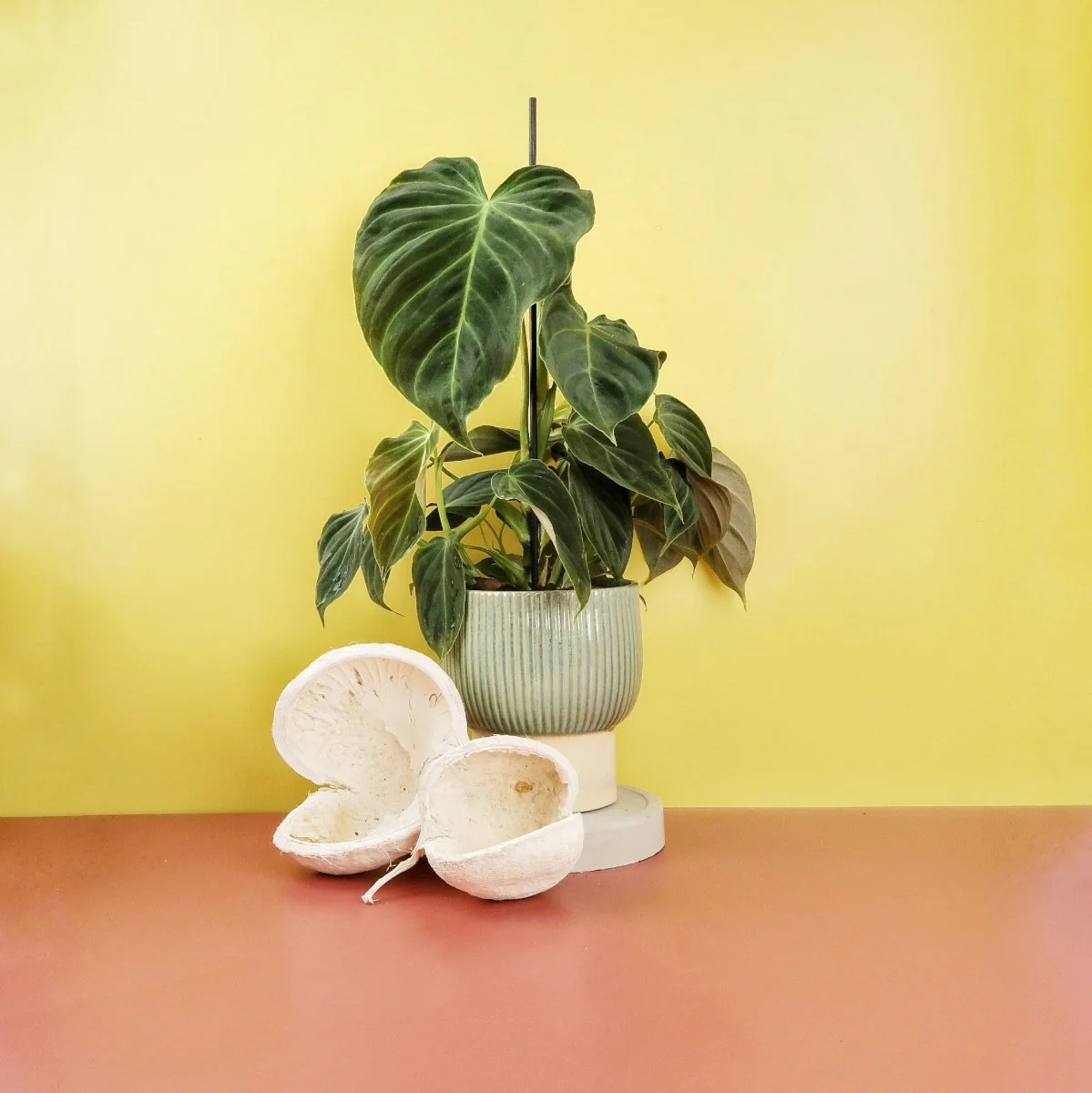 PHILODENDRON SPLENDID - Image 6