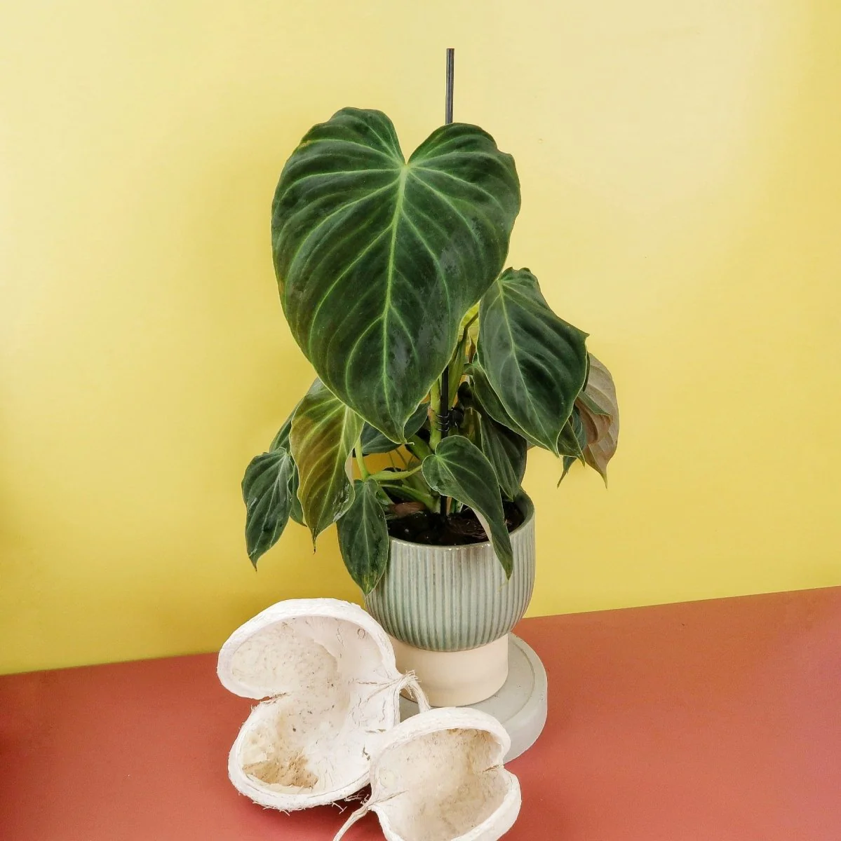 PHILODENDRON SPLENDID - Image 7