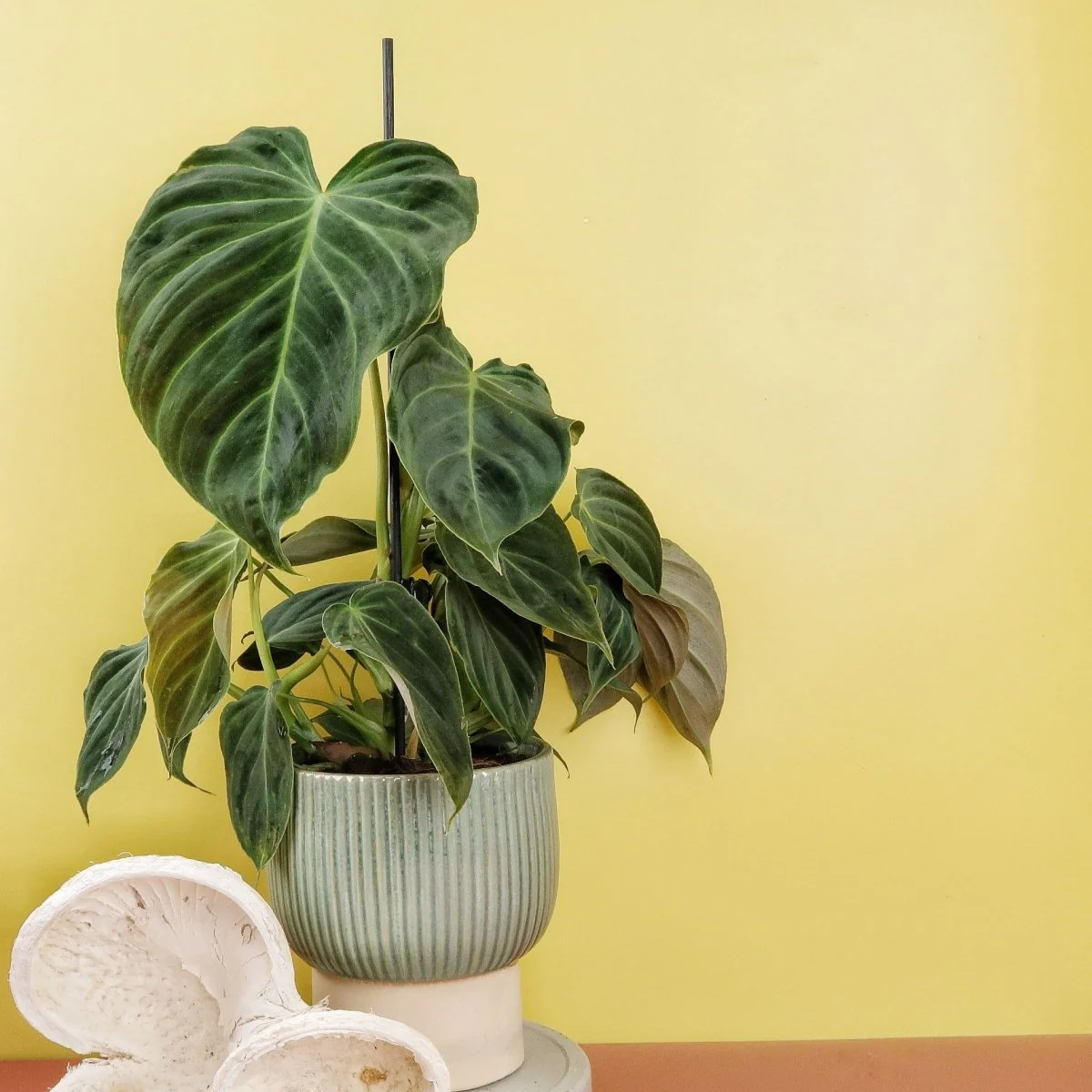 PHILODENDRON SPLENDID - Image 8