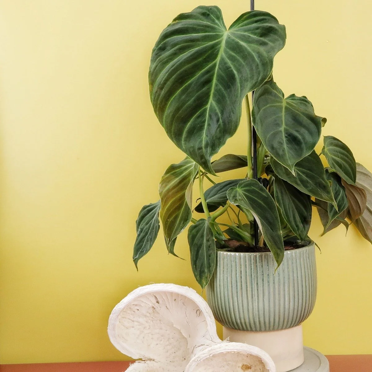 PHILODENDRON SPLENDID - Image 9