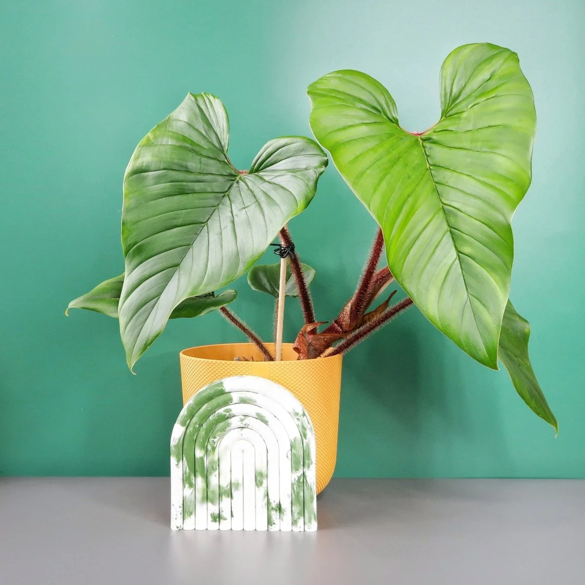 PHILODENDRON SQUAMICAULE