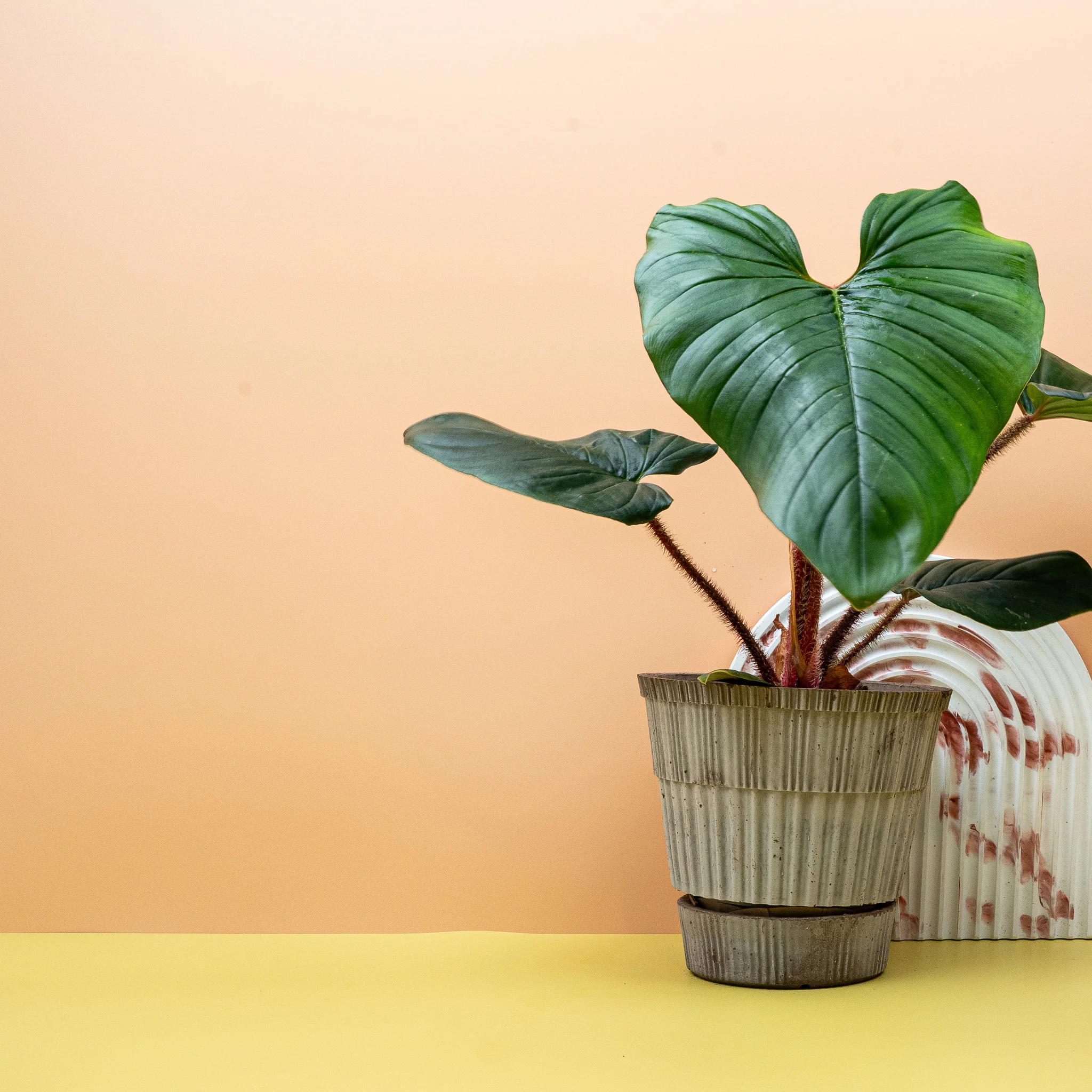 PHILODENDRON SQUAMICAULE - Image 10