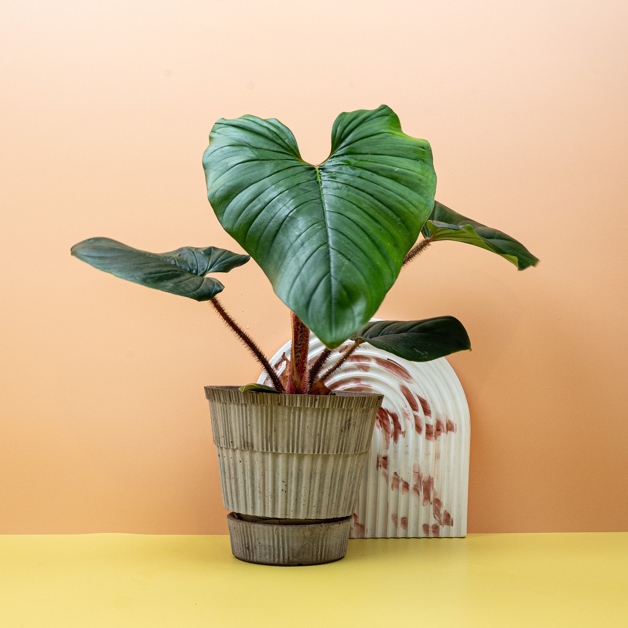 PHILODENDRON SQUAMICAULE - Image 11