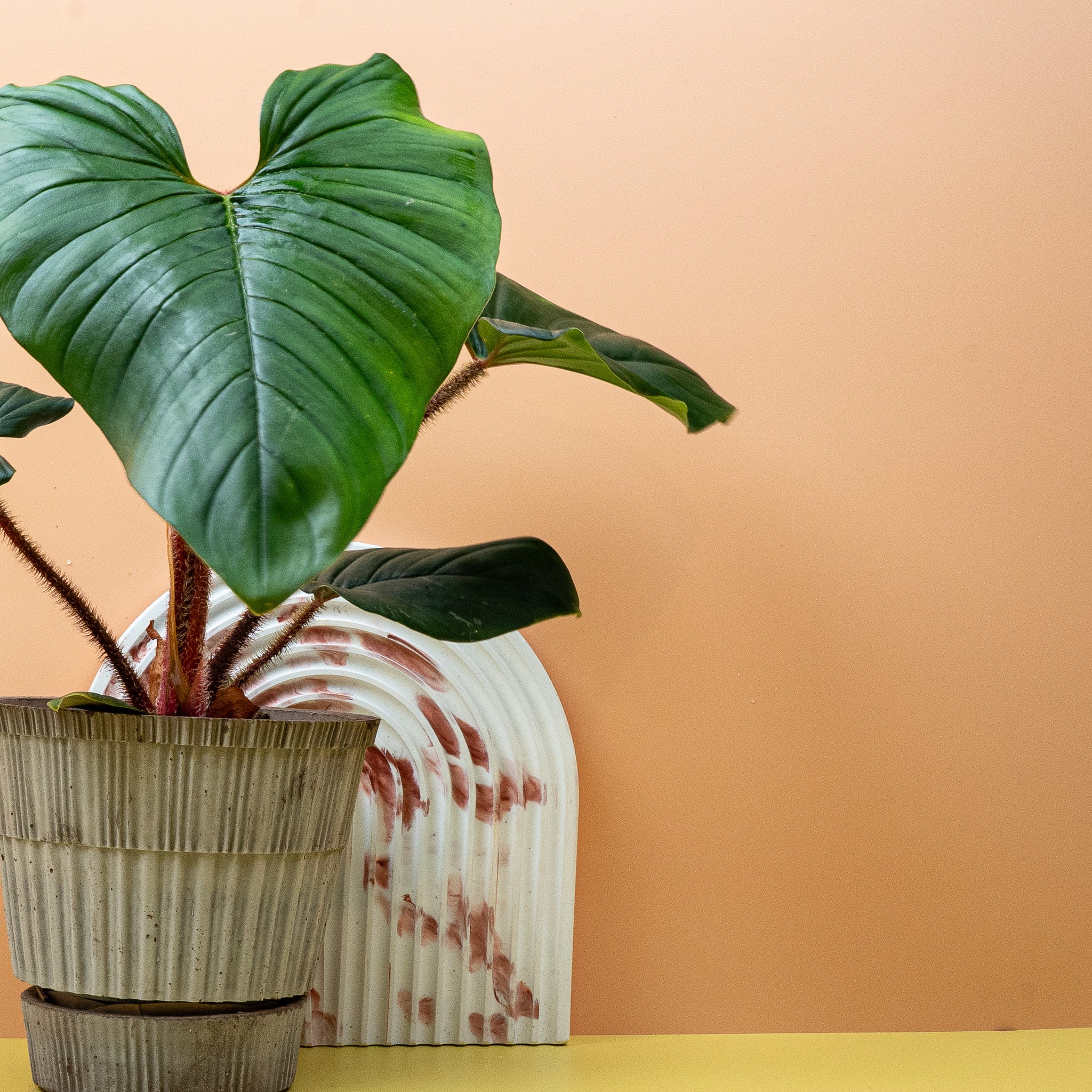 PHILODENDRON SQUAMICAULE - Image 12