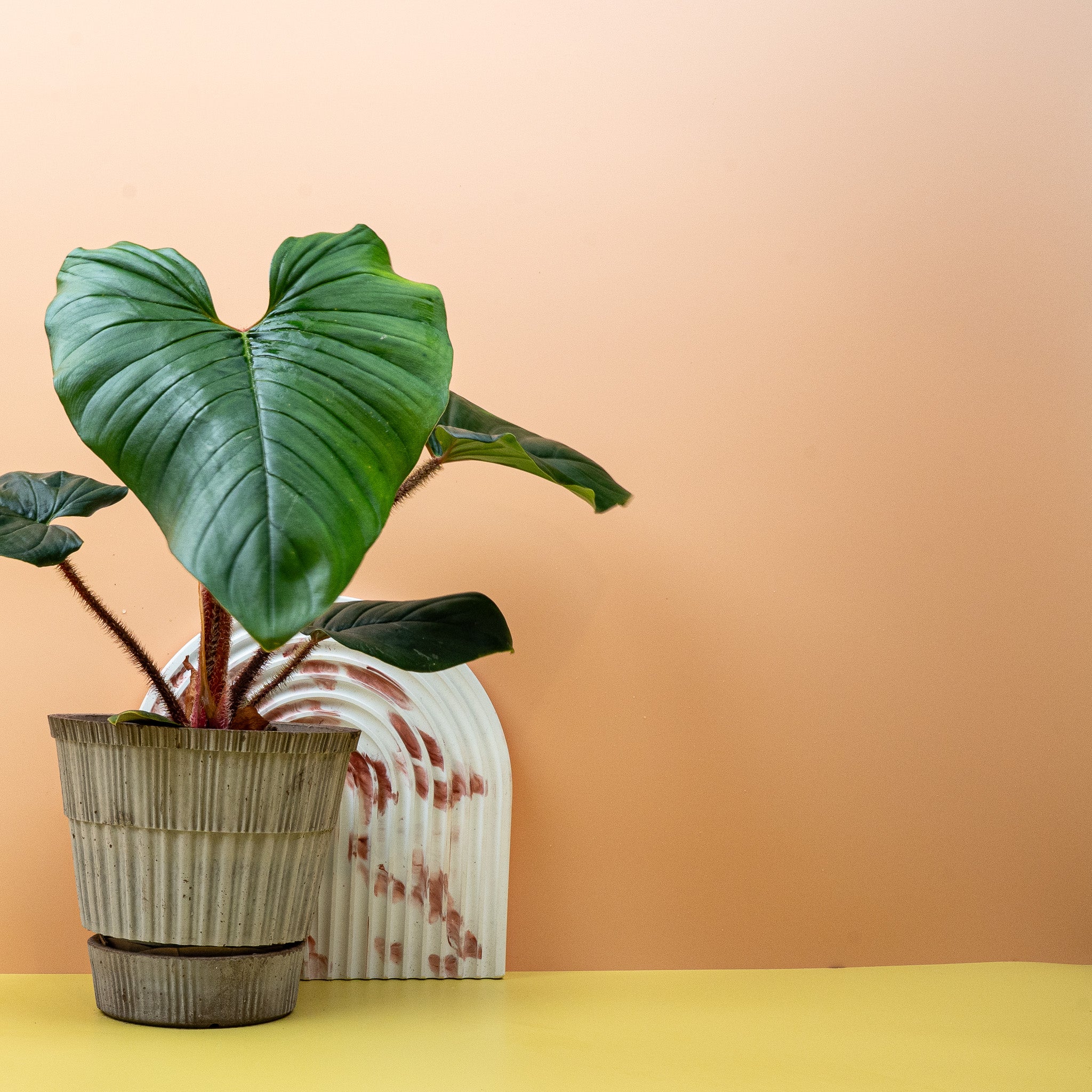 PHILODENDRON SQUAMICAULE - Image 13