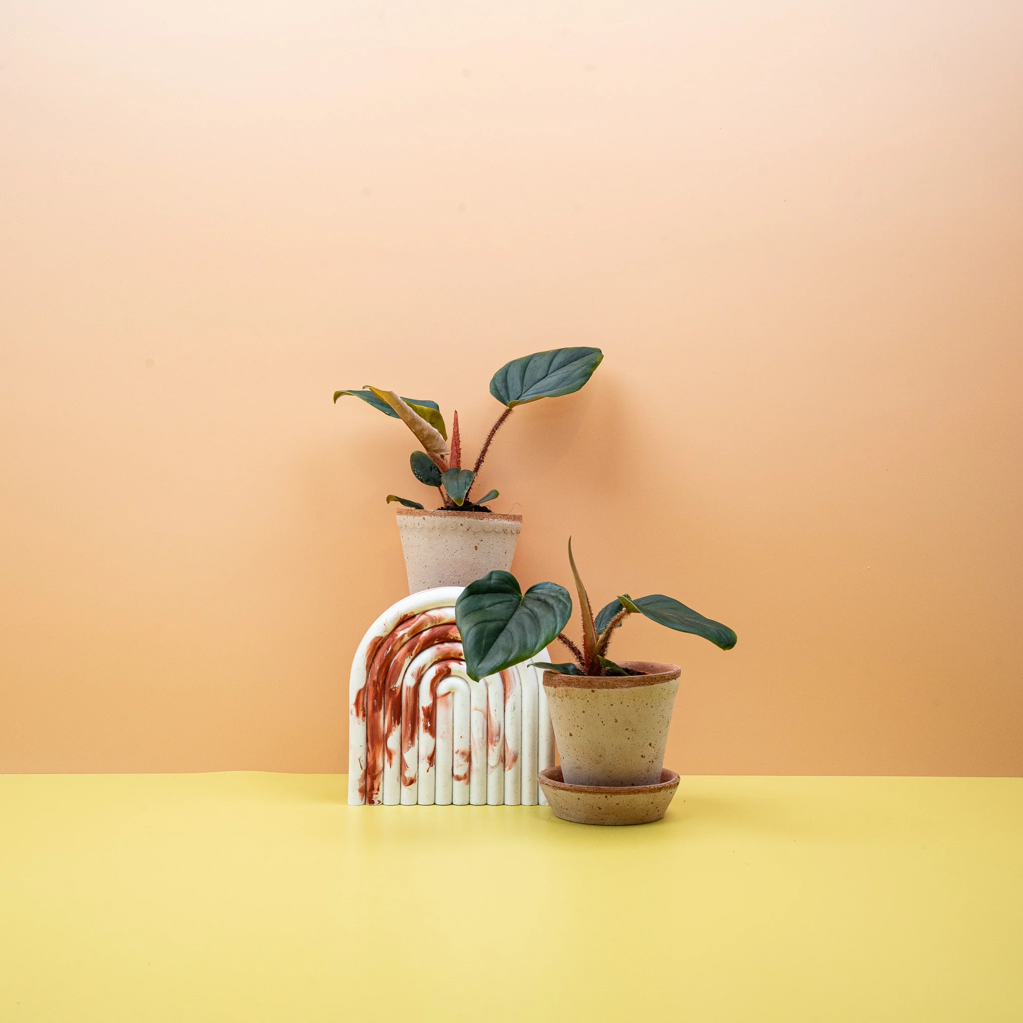 PHILODENDRON SQUAMICAULE - Image 14