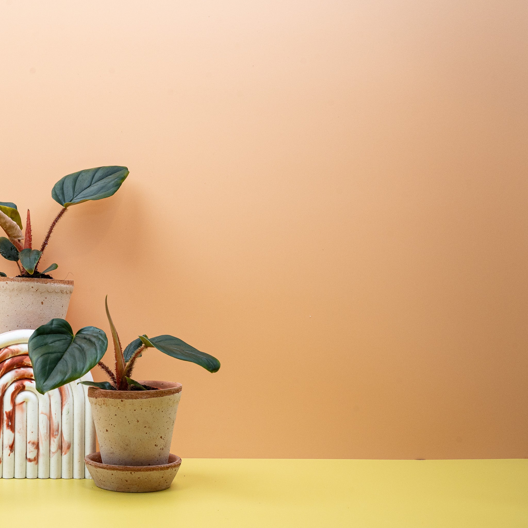 PHILODENDRON SQUAMICAULE - Image 15
