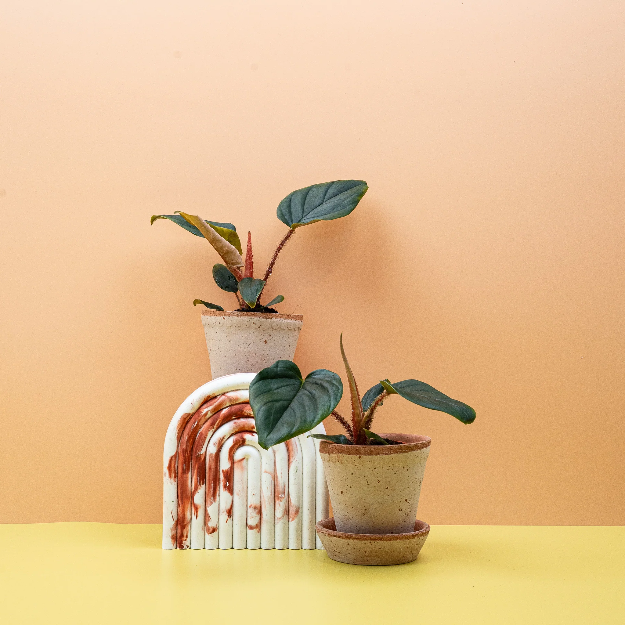 PHILODENDRON SQUAMICAULE - Image 17
