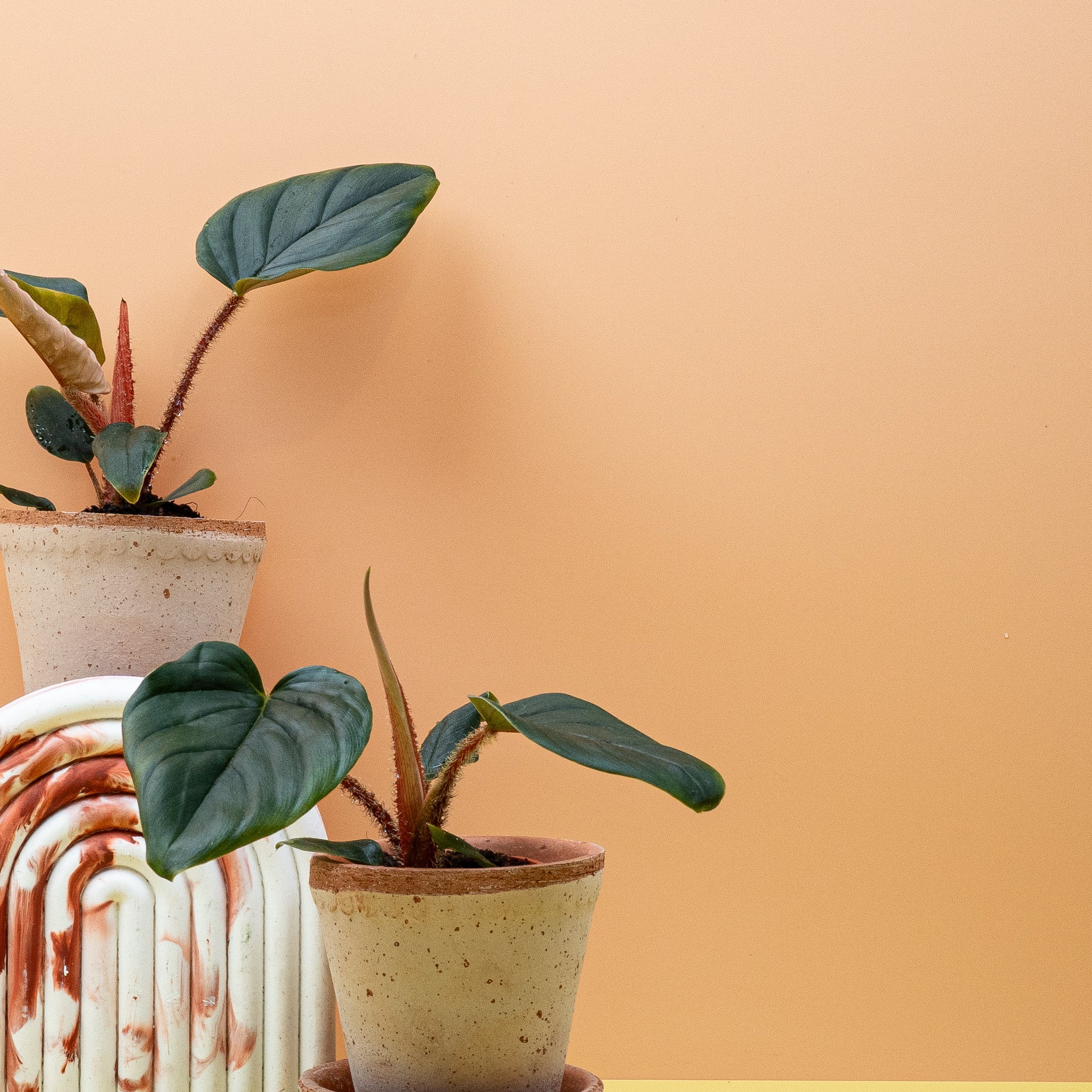 PHILODENDRON SQUAMICAULE - Image 18