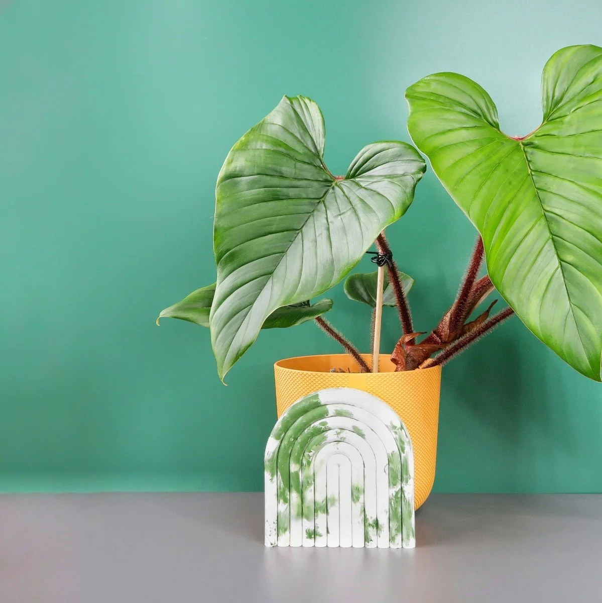 PHILODENDRON SQUAMICAULE - Image 2