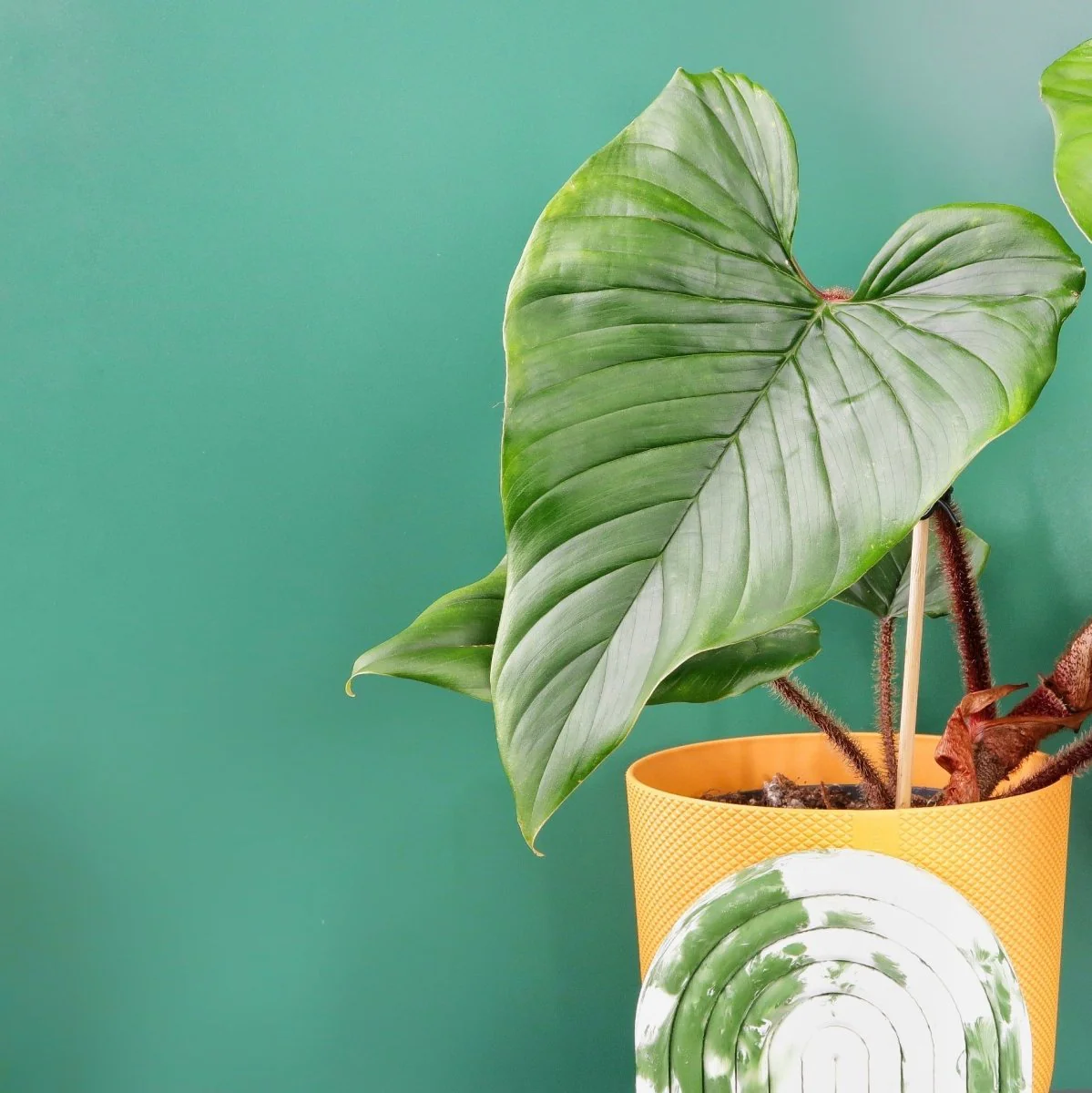 PHILODENDRON SQUAMICAULE - Image 3