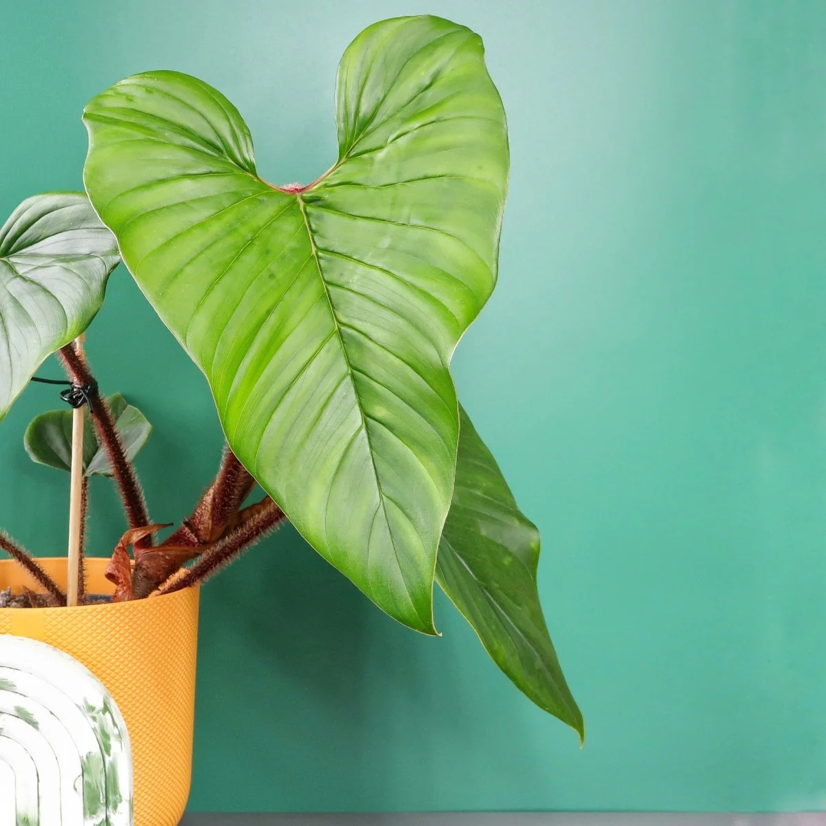 PHILODENDRON SQUAMICAULE - Image 4