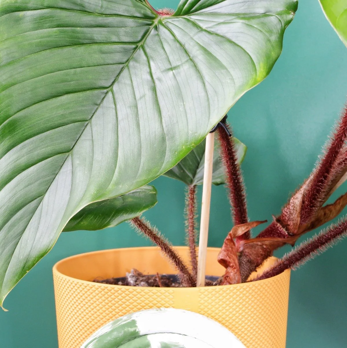PHILODENDRON SQUAMICAULE - Image 5