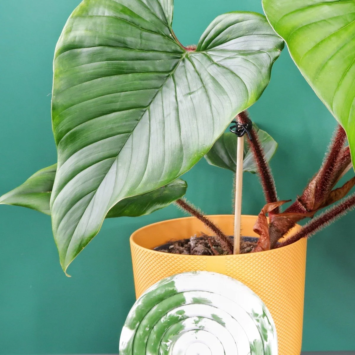 PHILODENDRON SQUAMICAULE - Image 6