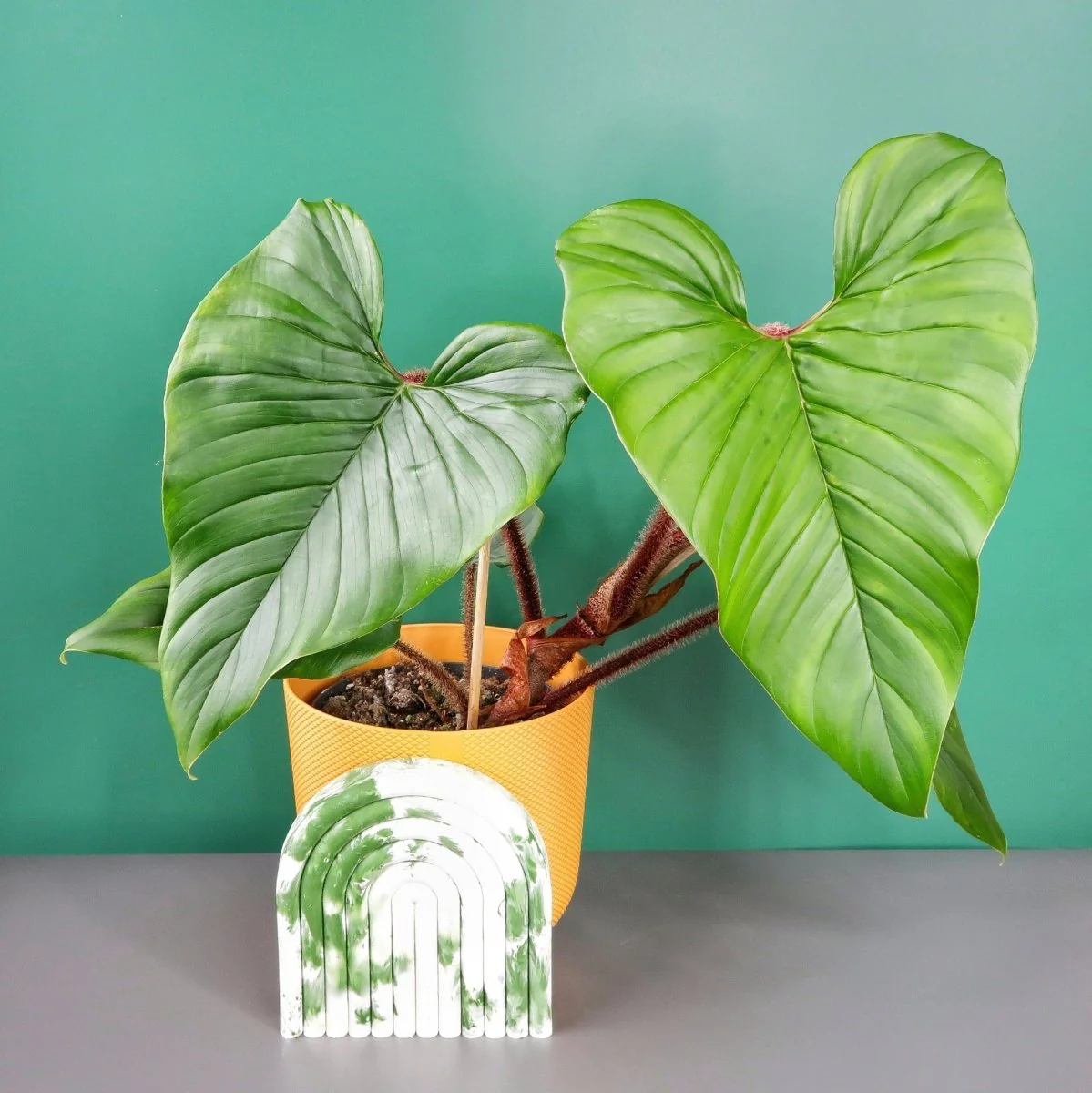 PHILODENDRON SQUAMICAULE - Image 7